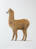 Alpaka <br> Öl auf Papier, 40 x 30 cm